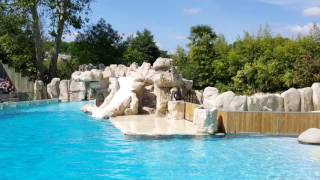 Spectacle Otaries  Lions de mer Zoo de Beauval [upl. by Notsirhc]