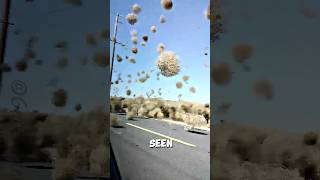 Dont Get Caught in the Tumbleweed tornado shorts facts [upl. by Yerhcaz]