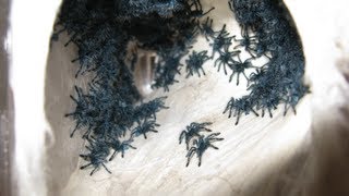 RETRIEVING AND TRANSFERRING THE AVICULARIA VERSICOLOR SLINGS [upl. by Ashjian]