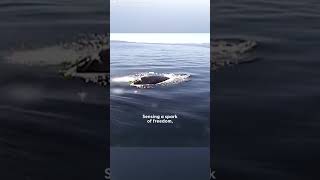 Diver Thought It Was Too Late To Save Lifeless Humpback Whale Until  The Dodo [upl. by Nymsaj]