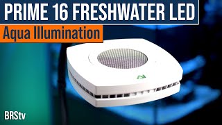 Why Would You Use a Freshwater LED Over Your Reef Tank  AI Prime 16 HD Freshwater [upl. by Garrett]