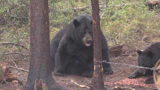 AS BIG AS THEY GET SASKATCHEWAN BLACK BEAR HUNT OF A LIFETIME [upl. by Iaw990]