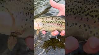 Dry fly bite has been on fire [upl. by Friedrick]