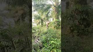 Palm Oil HARVESTING Secrets You Wont Believe part 10 palmoil palmoilplantation palmoilfarming [upl. by Michaelina]