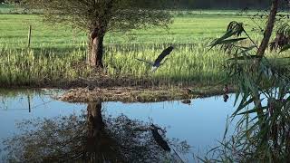 3 Herons take off last one in slowmotion [upl. by Lertsek272]