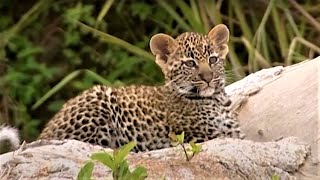 Leopard Family Look For A New Home  Little Big Cat  BBC Earth Kids [upl. by Iliak]