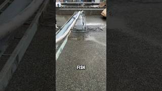 The Efficient Automatic Vacuum Hose Technique😍 facts fishingequipment fishing [upl. by Einnhoj]