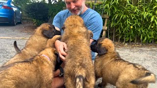 Adorable Leonberger Puppies Playing [upl. by Azaleah]