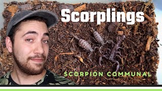 My Pet Baby SCORPIONS Update They are GROWING Heterometrus spinifer [upl. by Wildee]