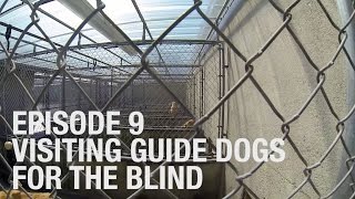 Visiting Guide Dogs for the Blind [upl. by Sillaw]