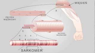 Ślizgowy Model Skurczu Mięśni Poprzecznie Prążkowanych [upl. by Torbert]