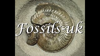 Intro Unearth the Past with Fossilsukcom [upl. by Hirza]