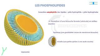 Vidéo 2 Membrane plasmique  LES LIPIDES MEMBRANAIRES [upl. by Sholem]