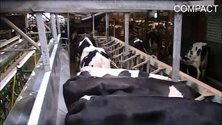 Compact rapid exit melkstal koeien  Milking parlor Cows  Kuhmelkstand  Van Dinther BV Rapid Exit [upl. by Enilrahc]