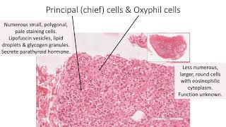 Histology with Chimmalgi Parathyroid gland [upl. by Hermione]