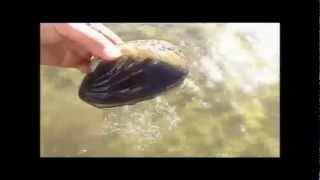 Clam Movement Missouri River Yankton SD [upl. by Eened]