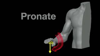 Arm Muscles 21 Pronation and Supination [upl. by Tanah]