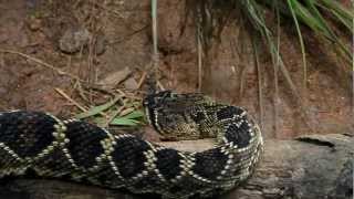 Large Venomous Eastern Diamondback Rattlesnake at the Atlanta Zoo [upl. by Cacka]