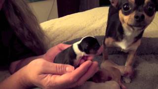 Bess Chihuahua Puppies [upl. by Irreg846]