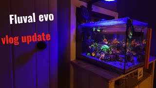 Fluval evo 135 mixed reef vlog update [upl. by Ennyrb]