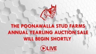 Poonawalla Stud Farms Annual Yearling Auction Sale 2023 [upl. by Templer]