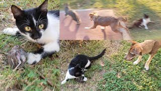 A wild cat hunted a sparrow a wild dog attacked the cat and the sparrow [upl. by Halyhs384]