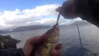 Afternoon rock fishing in Loch Linnhe August 2015 [upl. by Filippo]