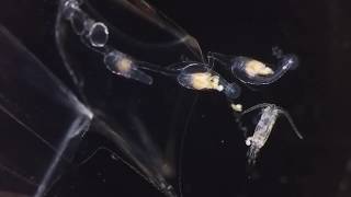 Siphonophore eating copepod [upl. by Lu866]