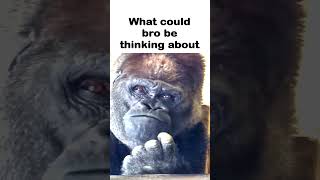 Bro is NOT the thinker [upl. by Lynette]