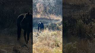 Wild horses are enjoying a beautiful day🫏🎶 animals wildlife wildhorses nature [upl. by Lyrac]