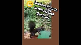 😁 Zuckerschnute schleckt am Dach 🐿 squirrel [upl. by Ardek]