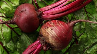 Würziger Rote Bete Salat mit Apfel in 3 Minuten Gesundes Abendessen Rezept [upl. by Sunda]