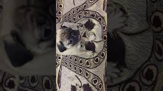 Angry😡 Pug Dog Barking 😡 [upl. by Dranreb11]