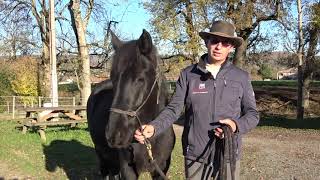 Séparer un cheval grégaire 🐴 [upl. by Claybourne743]