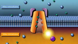 Questce que la pompe NaK ATPase [upl. by Mairem]