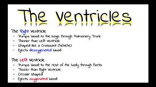 The Ventricles and their Features [upl. by Eslud]