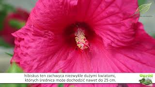 Hibiskus bagienny  byliny w ogrodzie [upl. by Enamrej]