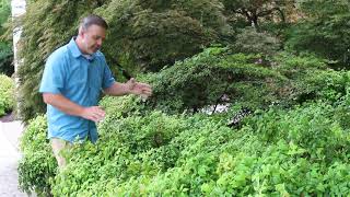 Dwarf Nandinas Nandina domestica Darf Cultivars  Plant Identification [upl. by Roxane]