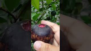 mangosteen openshortvideo [upl. by Farrow]