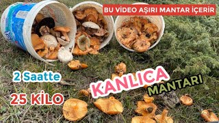 ADIM BAŞI KANLICA MANTARI  2 Saatte 25 Kilo Kanlıca Mantarı Topladık [upl. by Meenen653]