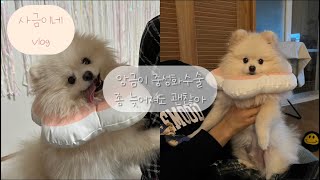 사금이네Vlog 앙금이 중성화수술 했어요 시기가 늦었지만 괜찮아요 수컷강아지 중성화 [upl. by Hadeis]