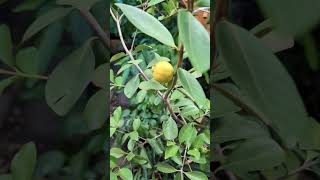 Lemon guava getting ripe Psidium littorale aka yellow strawberry guava [upl. by Clevie]