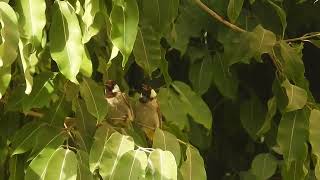 Pycnonotus leucotis  Bulbul orejiblanco  Whiteeared bulbul [upl. by Ravens564]