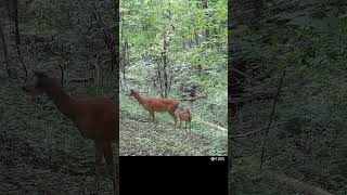 The OG this year Momma amp Fawn 7192024 shorts trailcam deer fawn [upl. by Rehpotsyrk83]