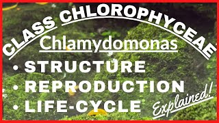 Chlorophyta Green Algae Chlamydomonas  Reproduction LifeCycle of Chlamydomonas Plant Kingdom Notes [upl. by Crandall364]