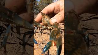 Yabbies catch and cook [upl. by Agustin]