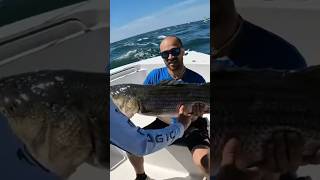 PB striped bass in new London CT stripedbass fishing charter jigging newengland [upl. by Esyahc]