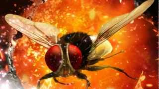 Eega  Laava Laava Video Song [upl. by Fassold]