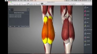 Muscles of lower legankle [upl. by Onifled]