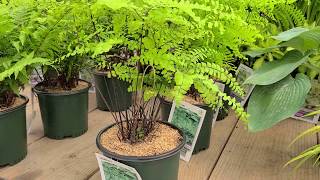 Adiantum pedatum Northern Maidenhair Fern  Fabulous Easy to Grow NATIVE Fern [upl. by Okimuk]